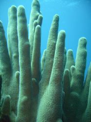 Healthy Pillar Coral by Lora Tucker 